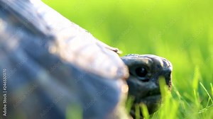 Turtle is sticking its head out of its shell macro shot.