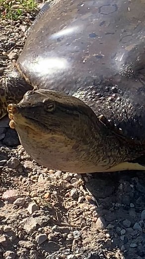 Spiny softshell turtles lay their eggs in flask-shaped burrows, typically on sandbars or in loose soil near water sources like rivers, lakes, and impoundments. The nesting process usually occurs in the summer months, with females emerging from the water to dig their nests. They lay a clutch of hard-shelled eggs, with the number varying by individual and species. After laying, the female covers the nest and leaves the eggs to incubate, with hatching typically occurring in late summer or early fal