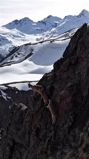 Incredible Mountain Goats on a Steep Cliff! 🐐🏔️🔥 | 4K
