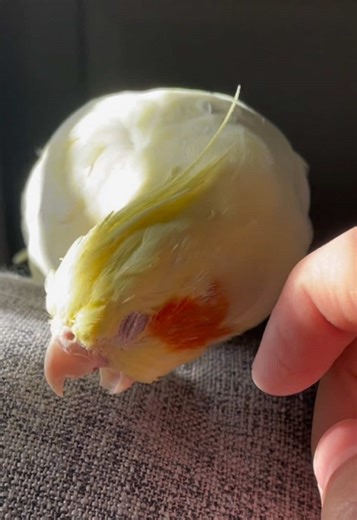 Pikachu feels the love @PetClubFriends #creatorsearchinsights #petbird #birds #cockatiel #birdsoftiktok