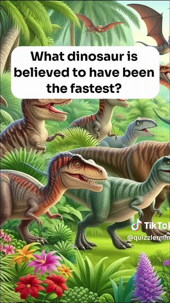 Quiz.Questing on TikTok