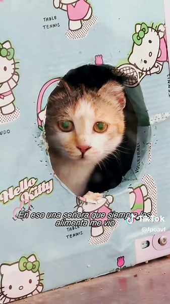 #straycats #cat #animalrescue #animallover #catrescue | straycat