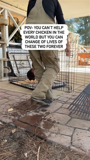 🐔✨ New Friends Have Arrived! We’re thrilled to introduce our newest rescue residents: Cleo & Ellie! These girls were surrendered to us by a women whose kids were gifted two baby chicks. She didn’t choose to bring them home and as such she soon realized that keeping chickens required more than she was able to provide! She had set up a temporary coop for them on her apartment patio but started calling rescues for help! Chickens are incredible animals with unique personalities, and they deserve a 