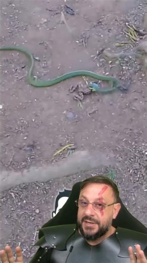 Cobra-verde pegou o sapinho e vazou em Ilha Bela SP #biologohenrique #animais #bichoesperto #biologo