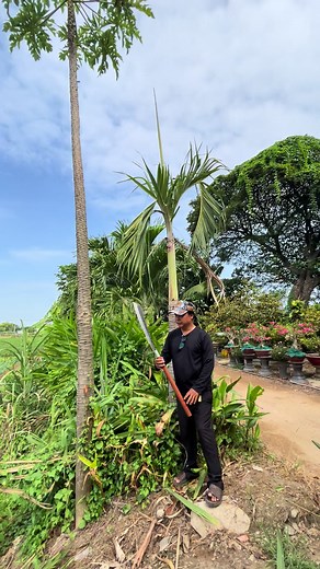 Lò rèn hoà hảo#theanh28 #lo #luatgiaothong2025 #hashag #lò #LIVEhighlights #TikTokLIVE #TikTokLIVE #hoahao #LIVE #longervideosontiktok #lorenhoahao #lohoa #hashtagstiktok #phatgiaohoahao