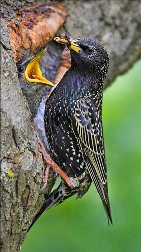 Bird Watching & Singing Birds in the Wild – Relaxing Bird Calls & Forest Sounds for Nature Lovers