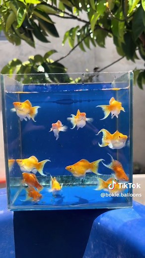 AVAILABLEEE‼️ Quality Balloonsss✨ #BokieBalloons #fish #ornamentalfish #balloonfish #quality #balloons #highdorsal #isda #molly #mollies #balloonmolly #gold #dorsal #firecracker #red #reds #bloodred #swordtail #swordtailfish #gbt #available #forsale
