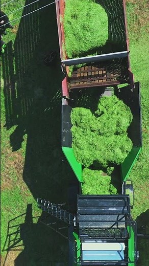 Maize silage baled with Orkel compactor