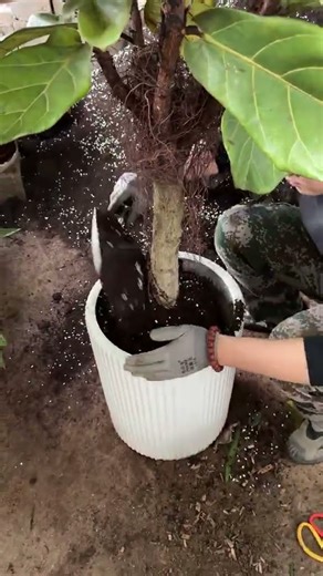 Key points for potting and repotting Ficus lyrata Make a good drainage layer#Xiao Tang