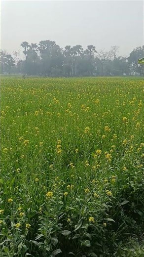 mustard tree 🌴🌴#ytshorts #like #please subscribe ❤️❤️❤️❤️❤️