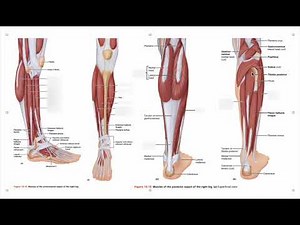 Calf and Shin Anatomy