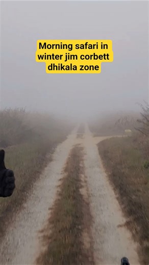 jim corbett dhikala zone morning safari | wild and nature india #wildlife #tiger #jimcorbett #nature