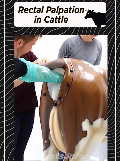 Rectal Palpation in Cattle | 3D Animation Cattle Here's how rectal palpation works: 1-An experienced veterinarian inserts their hand into the cow's rectum 2-They locate the reproductive tract through the rectal wall 3-They examine the condition of the tract to determine if the cow is pregnant Rectal palpation is a fast and inexpensive method that doesn't require additional equipment. #vet #vetsinfo #vetmed #bcse #navle #ecfvg #neb #bovine #cattle #equine #cats #animallovers #vetdoc #cardiactempo