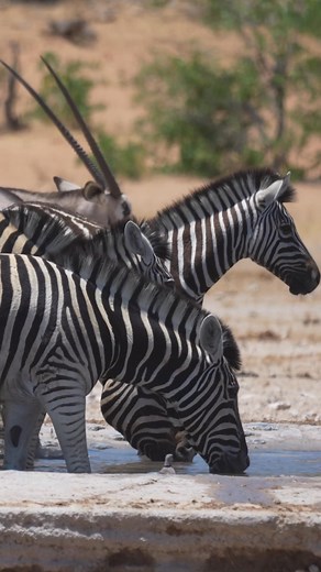 Refreshing moments with the zebra herd in Etosha, Namibia. | Nwrnamibia