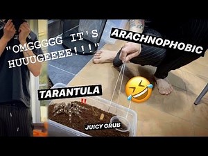 ARACHNOPHOBIC FEEDS my BIG TARANTULAS with FAT JUICY GRUBS !!!