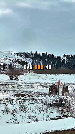 Don't Mess With Grizzly Bears! Joe Rogan And Luke Caverns On The JRE Podcast | Tito Clips