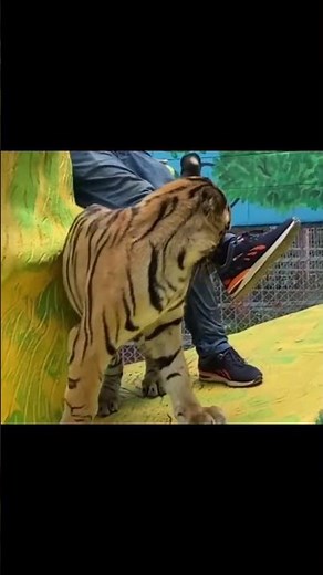 🐅 Inside the Cage: Face-to-Face with a Powerful Tiger
