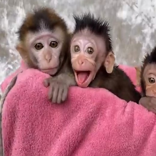 1.5K views · 25 reactions | The baby crying loudly with angry face #babymonkeys | Premature Monkeys | Facebook