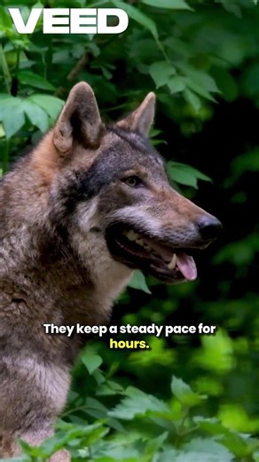 Wolves Can Run 70 KM Without Stopping 😱🐺