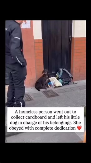 Happy paws | Dogs were the first animals ever domesticated, long before cows, horses, or cats. From Wolves to Friends: Roughly 20,000 to 30,000 years... | Instagram