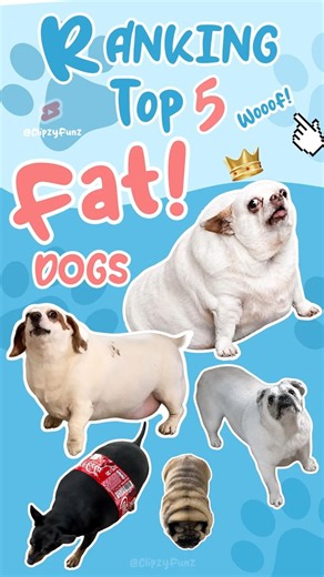 Ranking the Cutest Chubby Dogs! #dogs #fatdogs #chonkydogs #dogshorts #viral