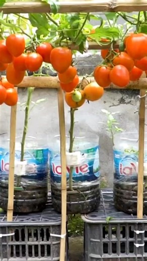 Plante Tomate em Garrafa PET: Dicas Práticas