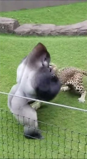 Silverback PUNCHES Leopard - RESCUES Baby 😱 #shorts #silverback #wildlife