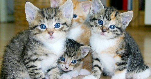 How to Take Care of Newborn Kittens: Week by Week