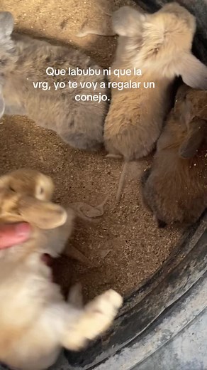 Conejitos adorables y su impacto en TikTok