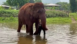 The bond between Fah Mai and Lek is beyond beautiful, it is incredible special love. After the river bathe, Fah Mai hold Lek's hand by her trunk and did not let Lek away from her side. She loves to keep Lek stay between her front legs and gives Lek the trunk kiss. No words describe how much she love her mommy human. | Elephant Nature Park
