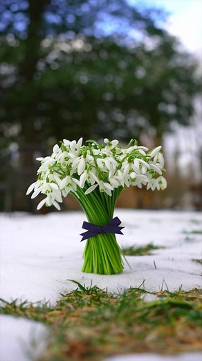 Snowdrop Bouquet | Cranery Gardens