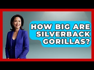 How Big Are Silverback Gorillas? - The Wild Life Explorer