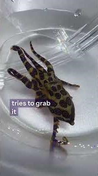 The Deadly Blue-Ringed Octops! #blueringedoctopus #dangerous-animals #oceanfacts #DailyWildlife365