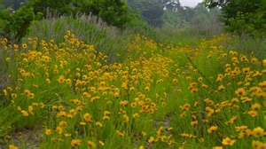 Flowers, Wind, Petals. Free Stock Video