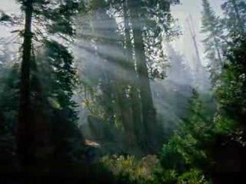 Bright Eyes - Art Garfunkel