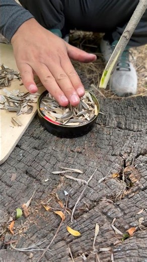 🌿 Eco-Friendly Fire Starter & Stove in the Forest 🔥 No Damage to Nature!