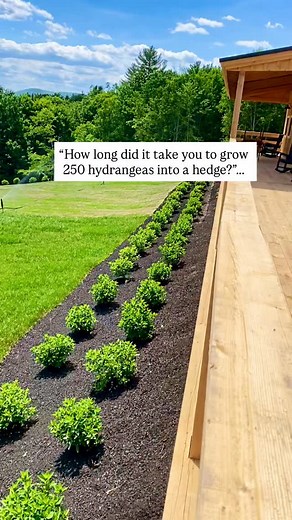 Hydrangea hedge = a labor of love!🌸 Our little lime hydrangea hedge in front of our wedding barn takes a fair bit of effort to maintain but the end result is so stunning that we don’t mind a bit!🌸 We cut it back each Spring and it gives us the most gorgeous blooms year after year. We hope this inspires you to add hydrangeas to your gardens!🌸 #hydrangea #hydrangeaflower #hydrangeas #gardening #gardenideas #reels #flowers #flowerlovers #reelsinstagram #explore #garden #hydrangealove #hydrangeas