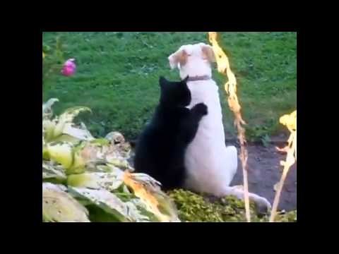 Stupid Cats Doing Stupid Things Funny