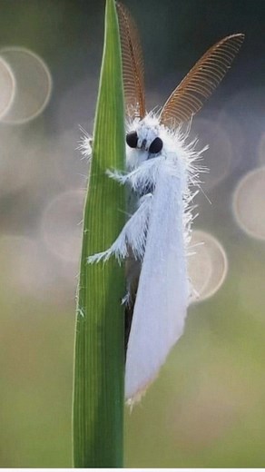 99K views · 4.7K reactions | Meet the Venezuelan Poodle Moth—yes, that is its real name. Discovered in 2009, this fluffy insect from Venezuela looks more like a tiny poodle than a moth. With its white fur-like body and fuzzy antennae, it has stunned scientists and bug lovers around the world. Nature really said: “What if a moth, but make it adorable?” #Moths #AI | Discvr Blog | Facebook