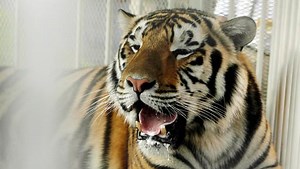 Mike VI transitioned to hospice care