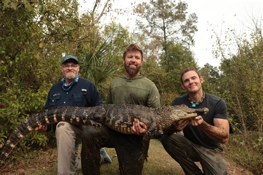 Stream It or Skip It: 'Animals on Drugs' on Discovery , where a wildlife expert studies meth gators, drunk bears, and cocaine hippos