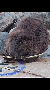 Here is a vertical view from the video of ChewBarka that I posted yesterday. Most of my posts are horizontal videos, but since so many people view these on a phone, I thought I would crop the video to play vertically. #wildlifephotography #beavers #WildlifeWednesday | Mike’s photos and videos of beavers