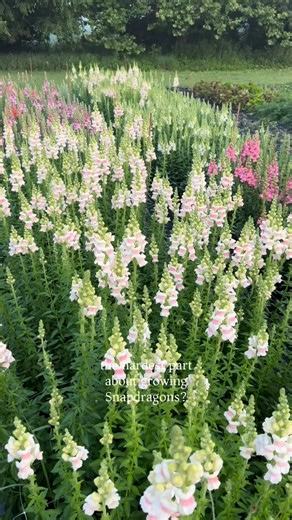 eleven roots flower farm | yellow springs | For me, the hardest part about growing snaps is choosing which color to grow! It’s almost time to start these beauties and I am finding... | Instagram