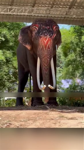 This Isn’t Ivory Smuggling — Here’s Why Elephant Tusks Are Cut #shorts