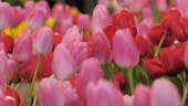 Close-up shot nature a group of blooming tulip flower in the tulip...