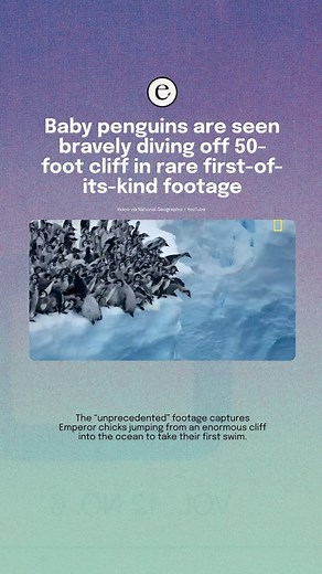 Environment by Impact | 👆 Watch this video to see Emperor penguin chicks jumping off a 50-foot-cliff for their first swim in “unprecedented,” never-before-seen... | Instagram
