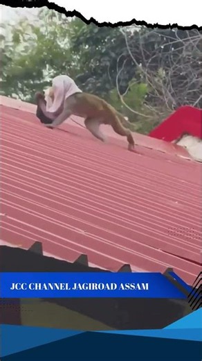 Monkey – Funniest Reaction Ever! 😂