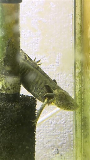 #shorts ウーパールーパーの観察 もう少し、エラをフサフサにしたい #aquarium #水槽部屋 #ウーパールーパー #成長記録