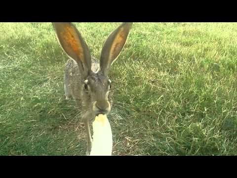 Dan Verret hand feeding a wild Jackrabbit