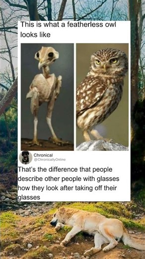 A featherless owl looks like an alien